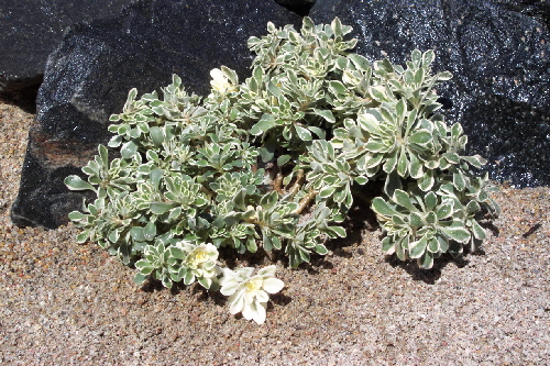 aeonium domesticum cv.variegatum